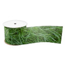 Recherche de herbes rubans Plante