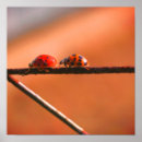 Recherche de de coccinelle posters Pour elle
