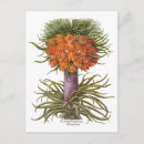 Zoek naar vintage flowers briefkaarten Botanisch