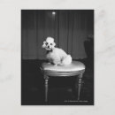 Recherche de caniche français cartes postales Dog
