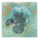 Recherche de manatee posters Lamanée