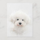 Zoek naar bichon frise briefkaarten Schattig