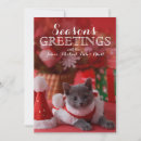 Recherche de russian blue cat cartes postales Pets