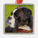 Zoek naar boxer dog ornamenten Dieren