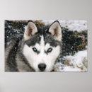 Recherche de velu posters Furries