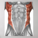 Recherche de anatomy posters Red