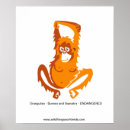 Recherche de orangutan posters Jungle
