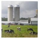 Recherche de bétail carreaux Agriculture