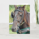Recherche de cheval toutes vœux cartes Photographie