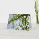 Recherche de peuplier vœux cartes Blanc