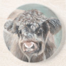 Recherche de veau dessous de verres Vache