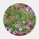 Recherche de pétunia magnets Fleurs