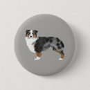 Recherche de berger australien badges Amoureux des chiens