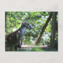Recherche de kangourou rouge cartes postales Marsupial