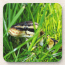 Zoek naar python onderzetters Dier