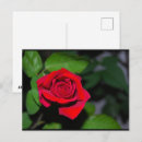 Recherche de rouge cramoisi cartes postales Rose