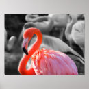 Recherche de flamingo art Photographie