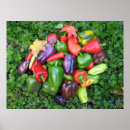 Recherche de poivron vert posters Rouge