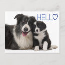 Zoek naar collie briefkaarten Puppy