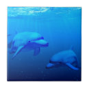 Recherche de dauphins carreaux Océan