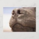 Recherche de gros nez cartes postales Chien
