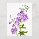 Recherche de delphinium cartes postales Aquarelle