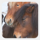 Recherche de cheval islandais autocollants Animal