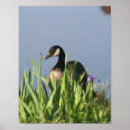 Zoek naar canadese gans posters Wilde dieren