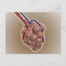 Recherche de vaisseaux sanguins cartes postales Illustrations biomédicales