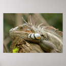 Recherche de lézard posters Herbivore