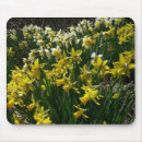 Recherche de narcisse tapis souris Jaune