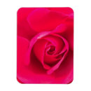 Recherche de rose romantique de rose magnets Pour elle
