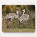 Recherche de grue tapis souris Nature