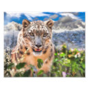 Recherche de snow leopard posters Léopard