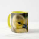 Recherche de poussins tasses Poussins de bébé
