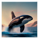 Recherche de orca posters Faune