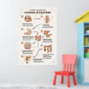 Recherche de biologique humaine posters Système digestif