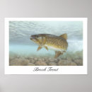 Recherche de truite ruisseau posters Poisson
