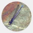 Recherche de damselfly autocollants Nature