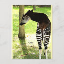 Recherche de okapi cartes postales Afrique