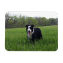 Recherche de de border collie refrigérateur magnets Chien