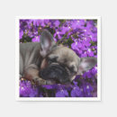 Recherche de french bulldog serviettes Chien