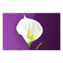 Recherche de calla lily posters Floral
