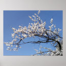 Recherche de branche fleurs cerisier posters Nature