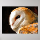 Recherche de barn owl posters Sauvage