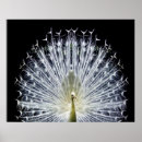 Recherche de paons blancs posters Pour elle