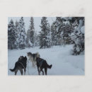 Recherche de husky cartes postales Neige