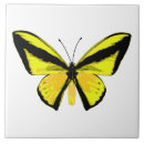 Recherche de ailes carreaux Papillon