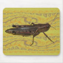 Recherche de sauterelle tapis souris Bogue