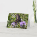 Recherche de machaon cartes postales Salutation